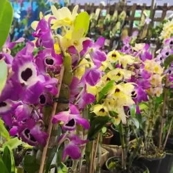 edicao-2025-da-orquifest-agora-festa-nacional-das-flores-e-orquideas-acontece-entre-os-dias-19-a-22-de-junho-em-blumenau-design-sem-nome-2025-03-19t113402.531